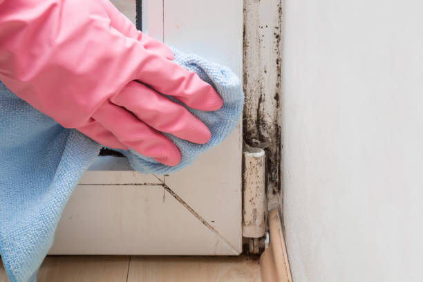 Mold Removal Process in Clear Lake Shores, TX